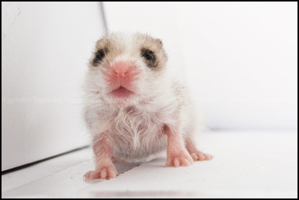 Hamster C-Kuld billede 19