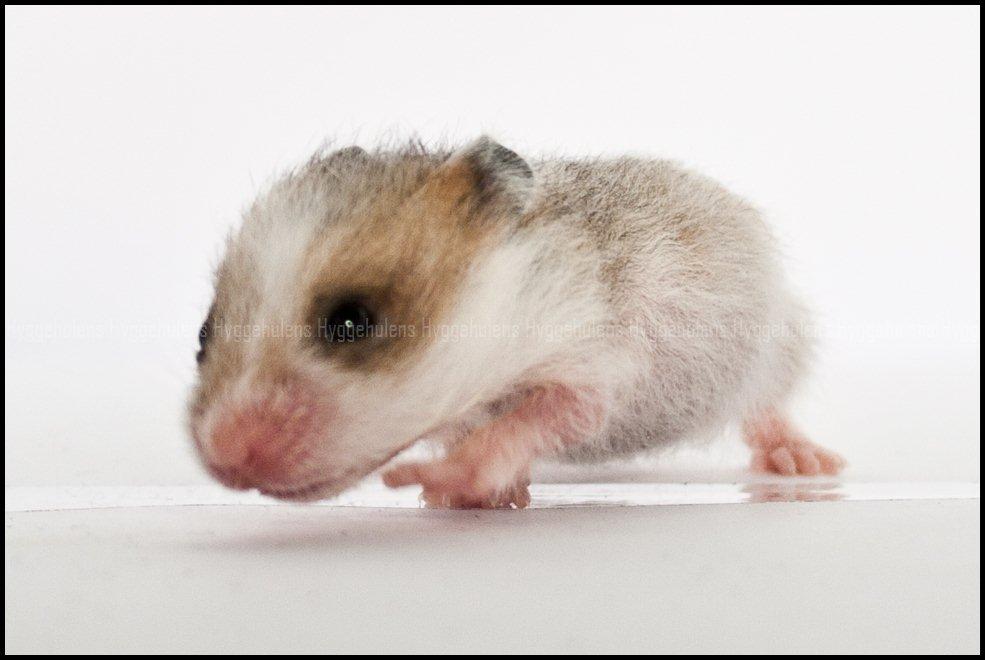 Hamster C-Kuld billede 20