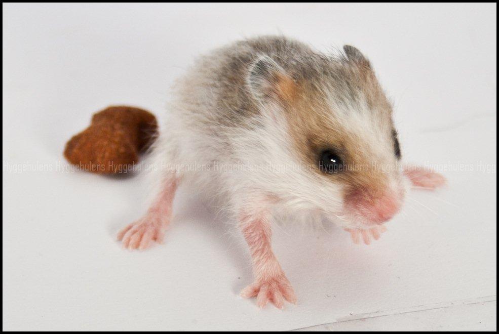 Hamster C-Kuld billede 21