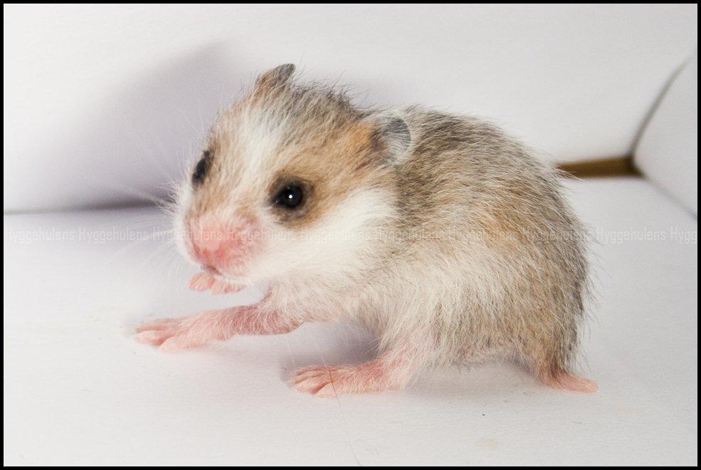 Hamster C-Kuld billede 22