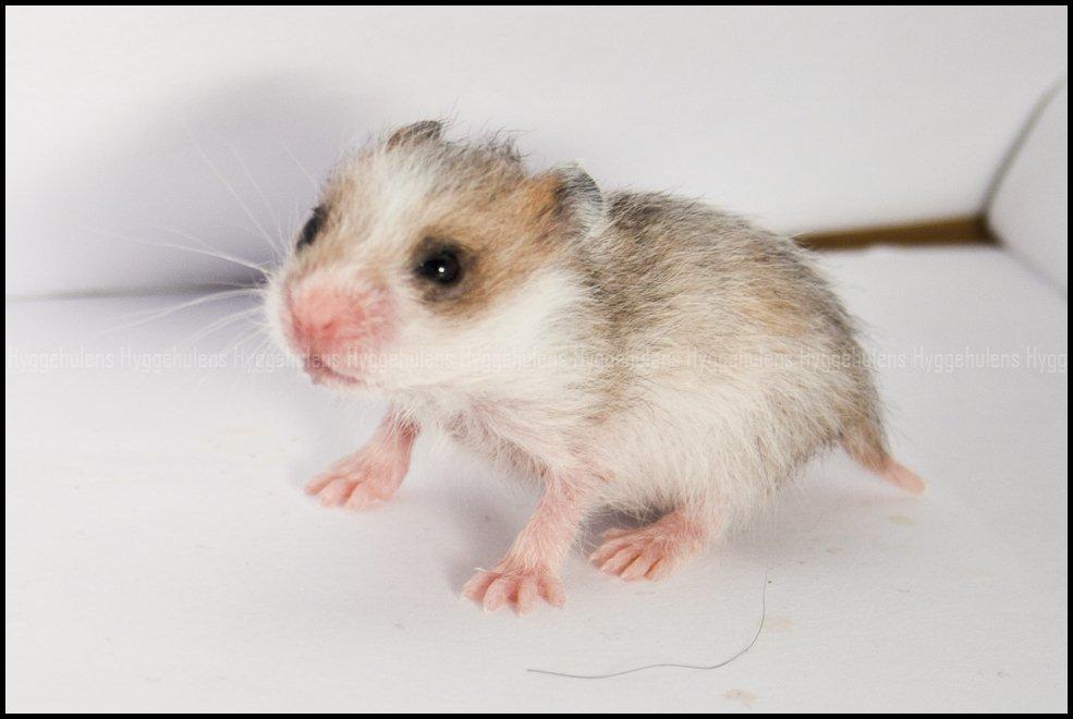 Hamster C-Kuld billede 23