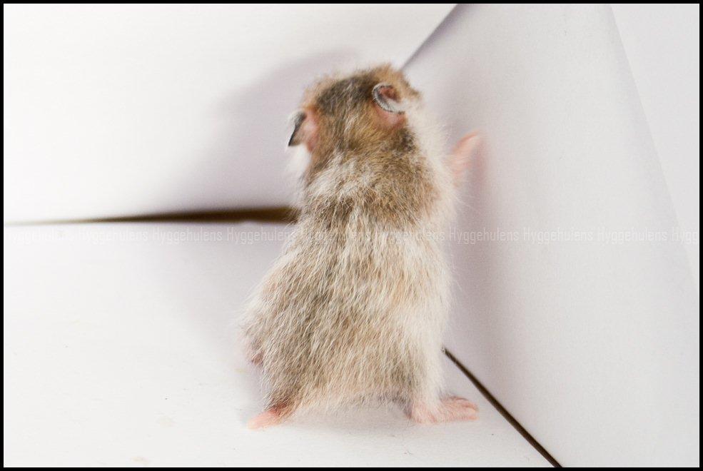 Hamster C-Kuld billede 24