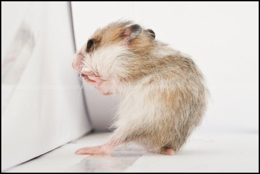 Hamster C-Kuld billede 25