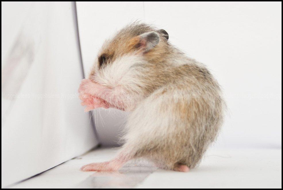 Hamster C-Kuld billede 26