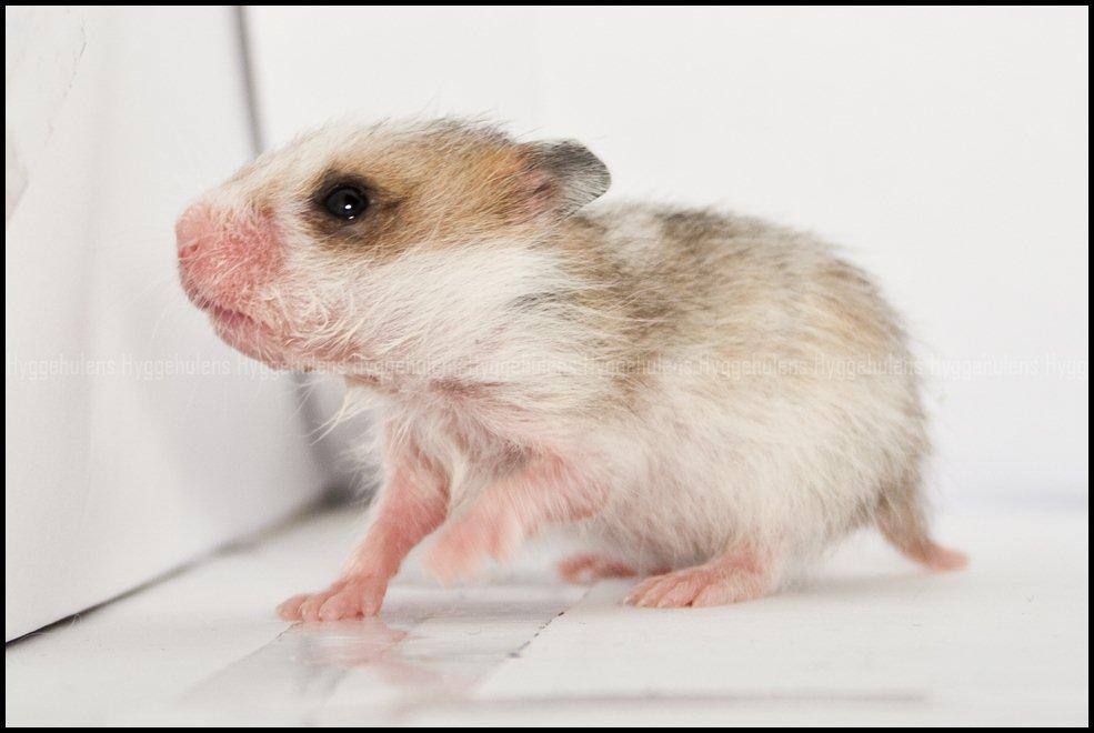 Hamster C-Kuld billede 27