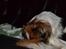 Min Hund Lady <3<3 (Tidligere hund) :'( - Hun slikker sig på halen :D