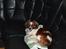 Min Hund Lady <3<3 (Tidligere hund) :'( - Lady <3