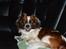 Min Hund Lady <3<3 (Tidligere hund) :'( - Jeg elsker diig <3
