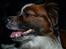 Min Hund Lady <3<3 (Tidligere hund) :'( - Du er mit et og alt <3