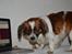 Min Hund Lady <3<3 (Tidligere hund) :'( - Jeg elsker dig ;*
