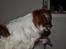 Min Hund Lady <3<3 (Tidligere hund) :'( - Fra siden :O