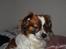 Min Hund Lady <3<3 (Tidligere hund) :'( - Model :)