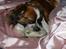 Min Hund Lady <3<3 (Tidligere hund) :'( - I Love U <3<3