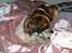 Min Hund Lady <3<3 (Tidligere hund) :'( - Skøre Hund ;)
