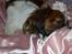 Min Hund Lady <3<3 (Tidligere hund) :'( - Dejlige dyr <3