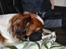 Min Hund Lady <3<3 (Tidligere hund) :'( - Messer Fotograf ;)