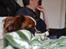 Min Hund Lady <3<3 (Tidligere hund) :'( - Trætte vuf <3