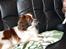 Min Hund Lady <3<3 (Tidligere hund) :'( - Lady kigger <3 
