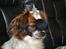 Min Hund Lady <3<3 (Tidligere hund) :'( - Lady leger <3