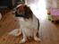 Min Hund Lady <3<3 (Tidligere hund) :'( - Lady sidder og kigger :)