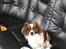 Min Hund Lady <3<3 (Tidligere hund) :'( - Lady! ;*