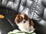 Min Hund Lady <3<3 (Tidligere hund) :'( - Elsker diig ;*