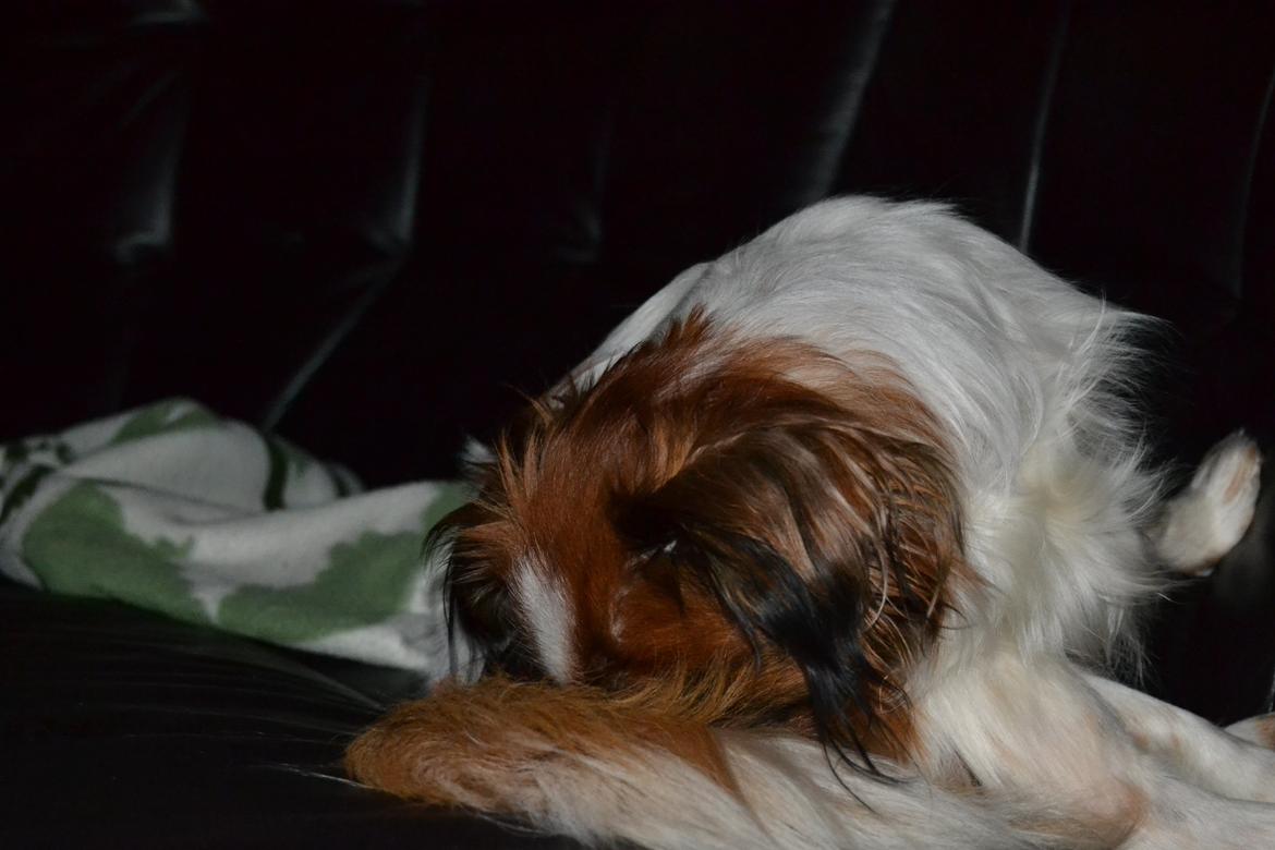 Min Hund Lady <3<3 (Tidligere hund) :'( - Hun slikker sig på halen :D billede 1