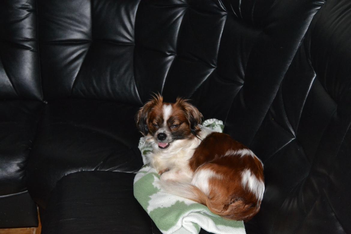 Min Hund Lady <3<3 (Tidligere hund) :'( - Lady <3 billede 2