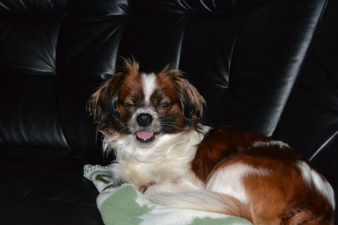 Min Hund Lady <3<3 (Tidligere hund) :'( - Jeg elsker diig <3 billede 3