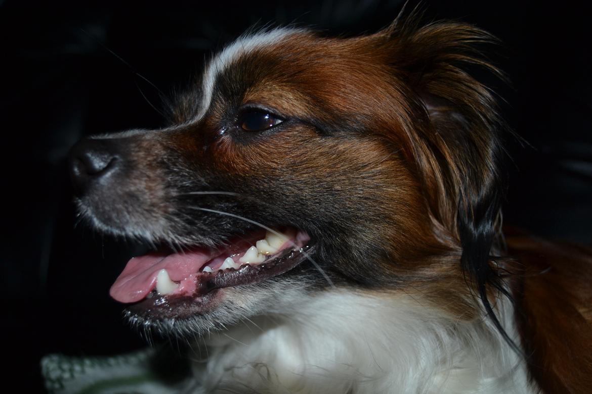 Min Hund Lady <3<3 (Tidligere hund) :'( - Du er mit et og alt <3 billede 4