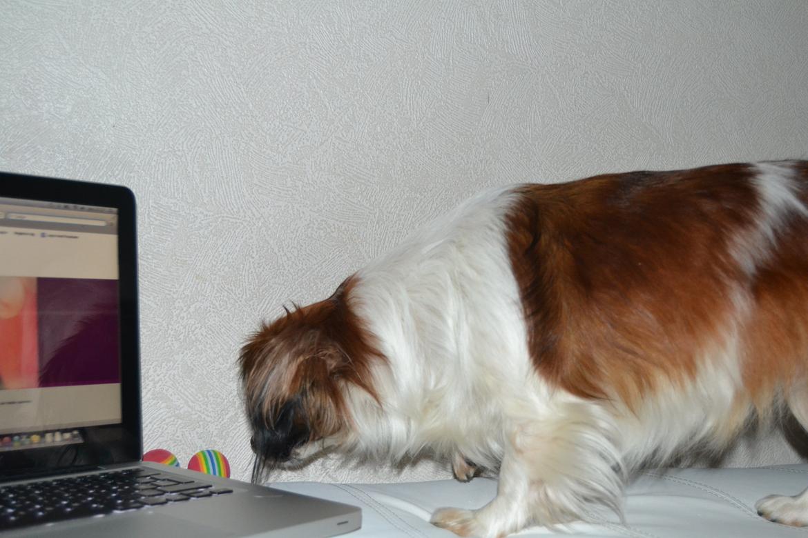 Min Hund Lady <3<3 (Tidligere hund) :'( - Lady snuser til min Mac ;) billede 5