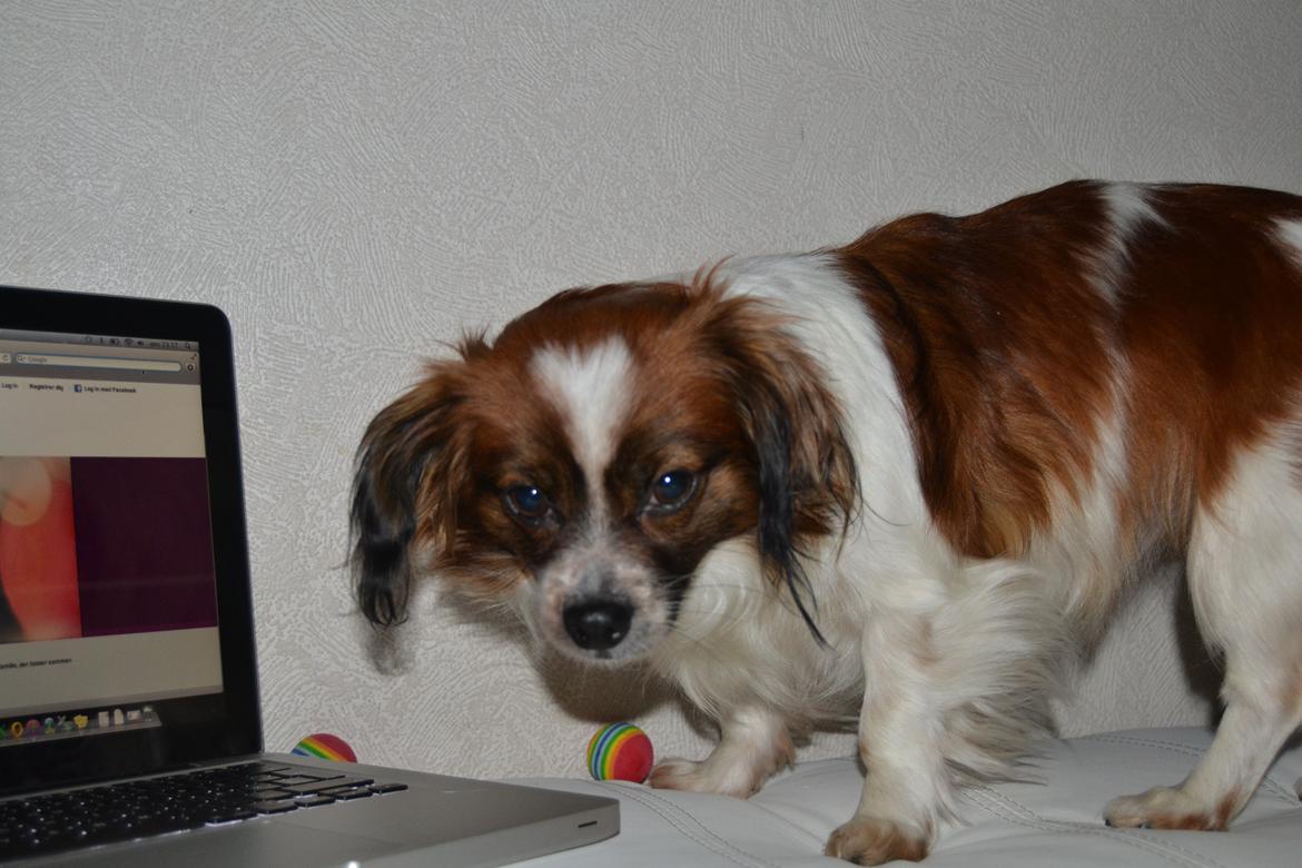 Min Hund Lady <3<3 (Tidligere hund) :'( - Jeg elsker dig ;*
 billede 6