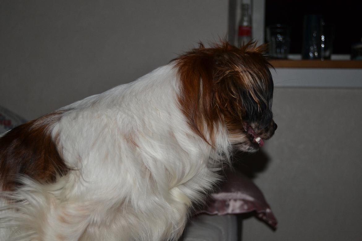 Min Hund Lady <3<3 (Tidligere hund) :'( - Fra siden :O billede 7