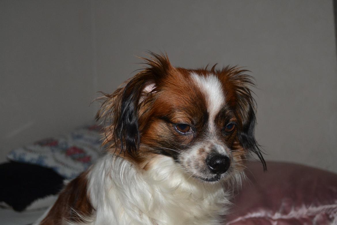 Min Hund Lady <3<3 (Tidligere hund) :'( - Model :) billede 8