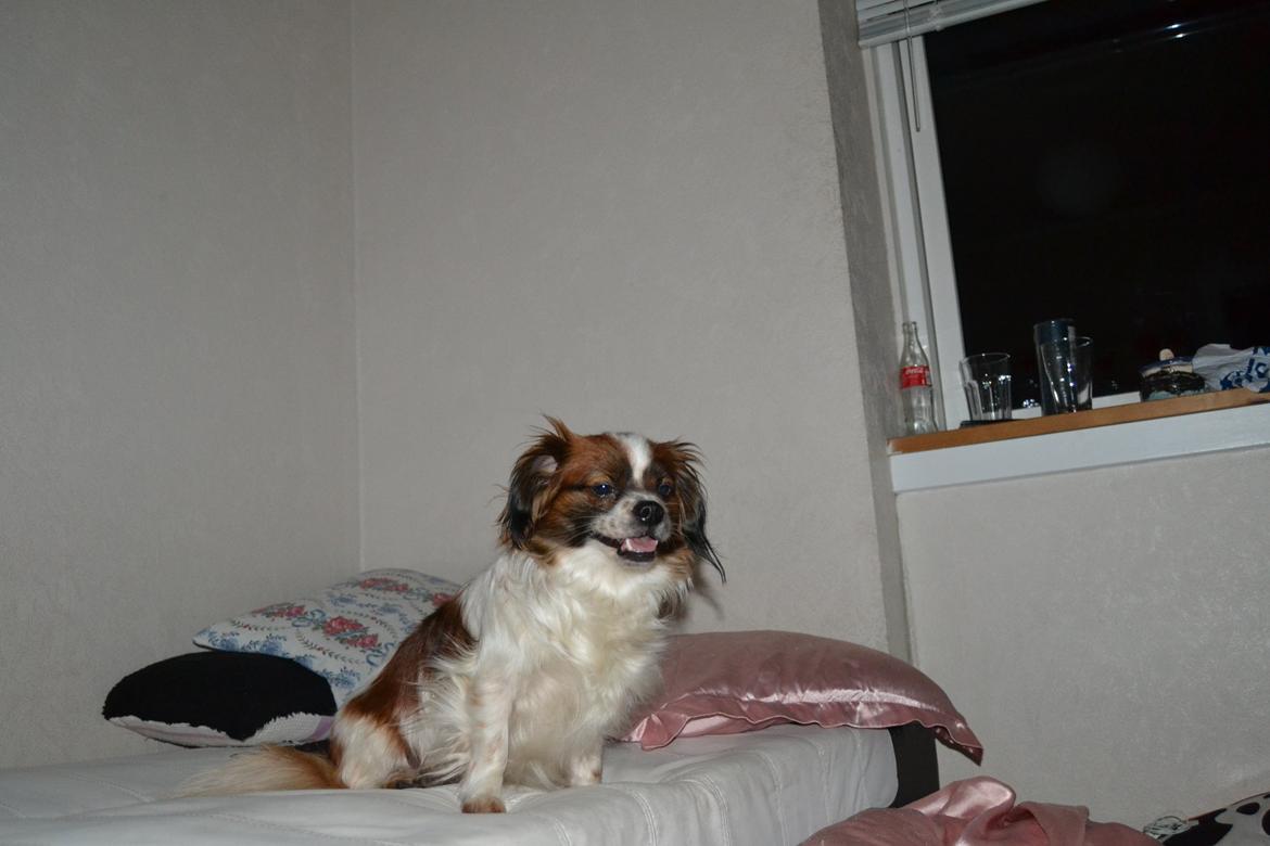 Min Hund Lady <3<3 (Tidligere hund) :'( - Dejlige Hund <3 billede 9
