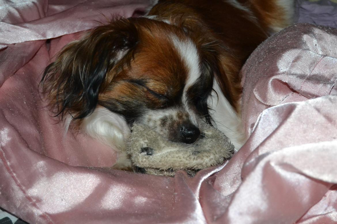 Min Hund Lady <3<3 (Tidligere hund) :'( - I Love U <3<3 billede 10