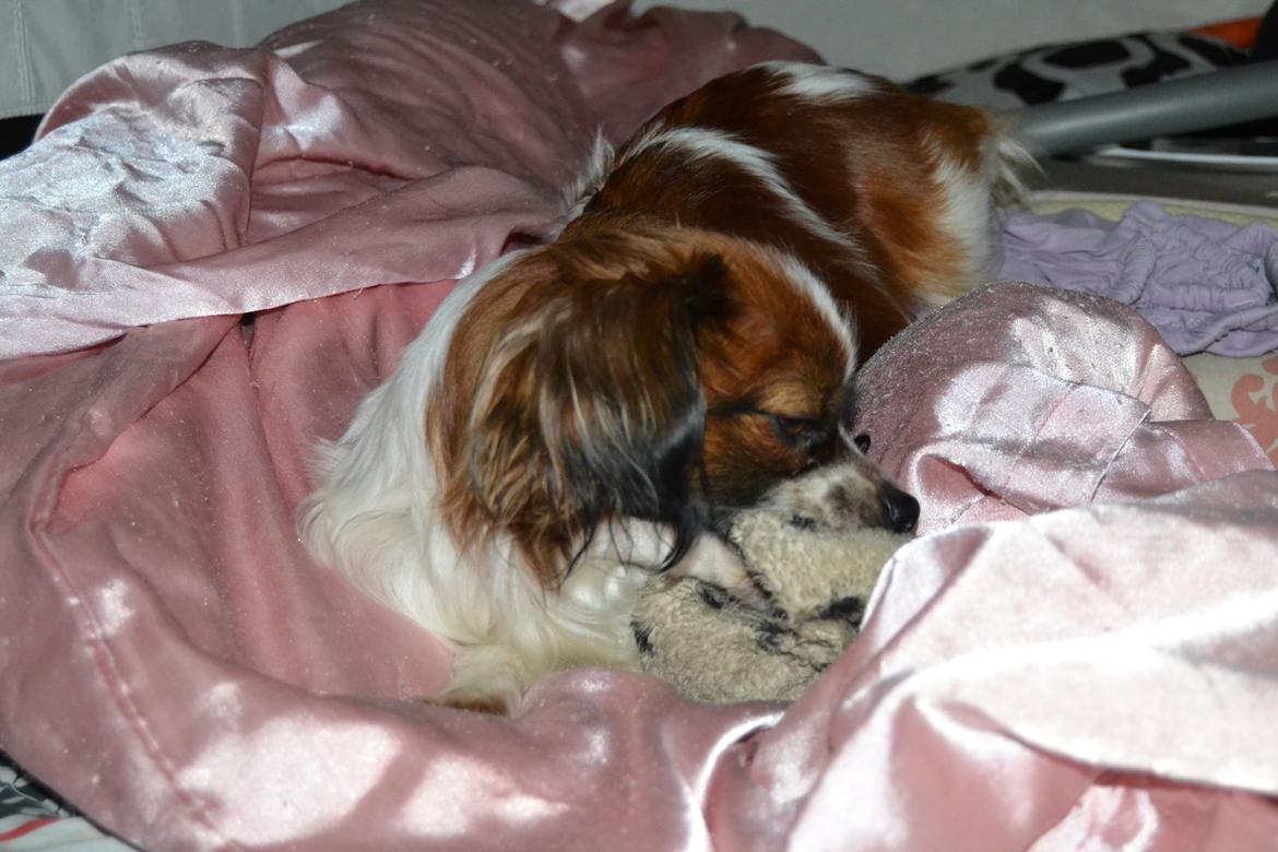 Min Hund Lady <3<3 (Tidligere hund) :'( - Skøre Hund ;) billede 11