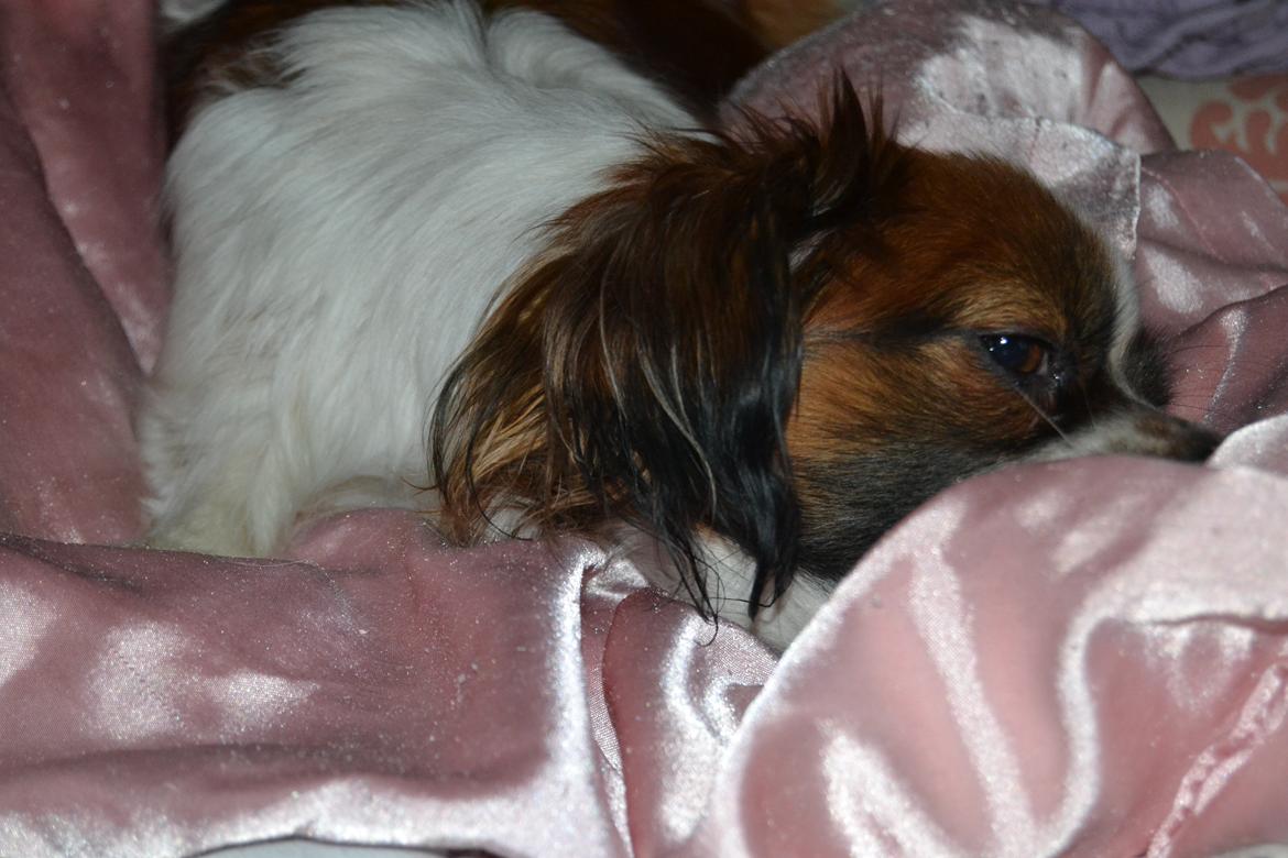 Min Hund Lady <3<3 (Tidligere hund) :'( - Dejlige dyr <3 billede 12