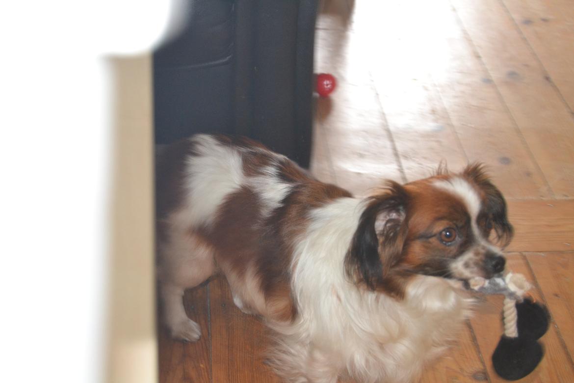 Min Hund Lady <3<3 (Tidligere hund) :'( - Ikke så godt :( billede 13