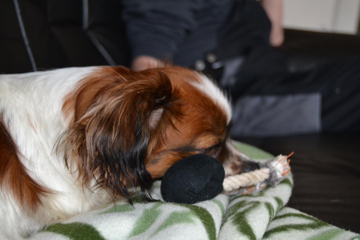 Min Hund Lady <3<3 (Tidligere hund) :'( - Messer Fotograf ;) billede 14