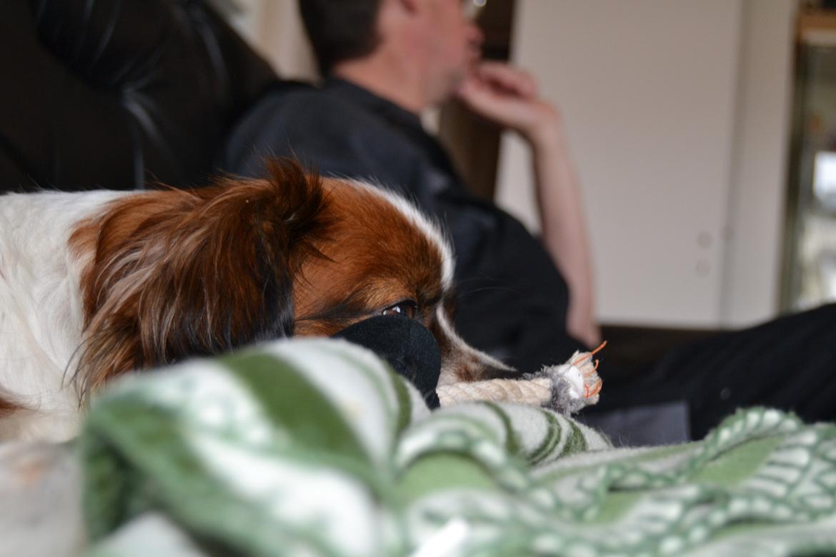 Min Hund Lady <3<3 (Tidligere hund) :'( - Trætte vuf <3 billede 15