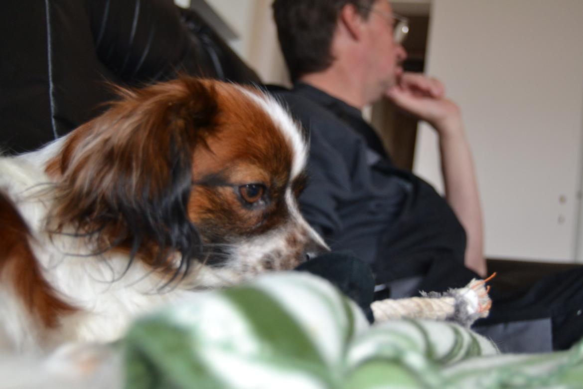 Min Hund Lady <3<3 (Tidligere hund) :'( - Blade hund <3<3 billede 16