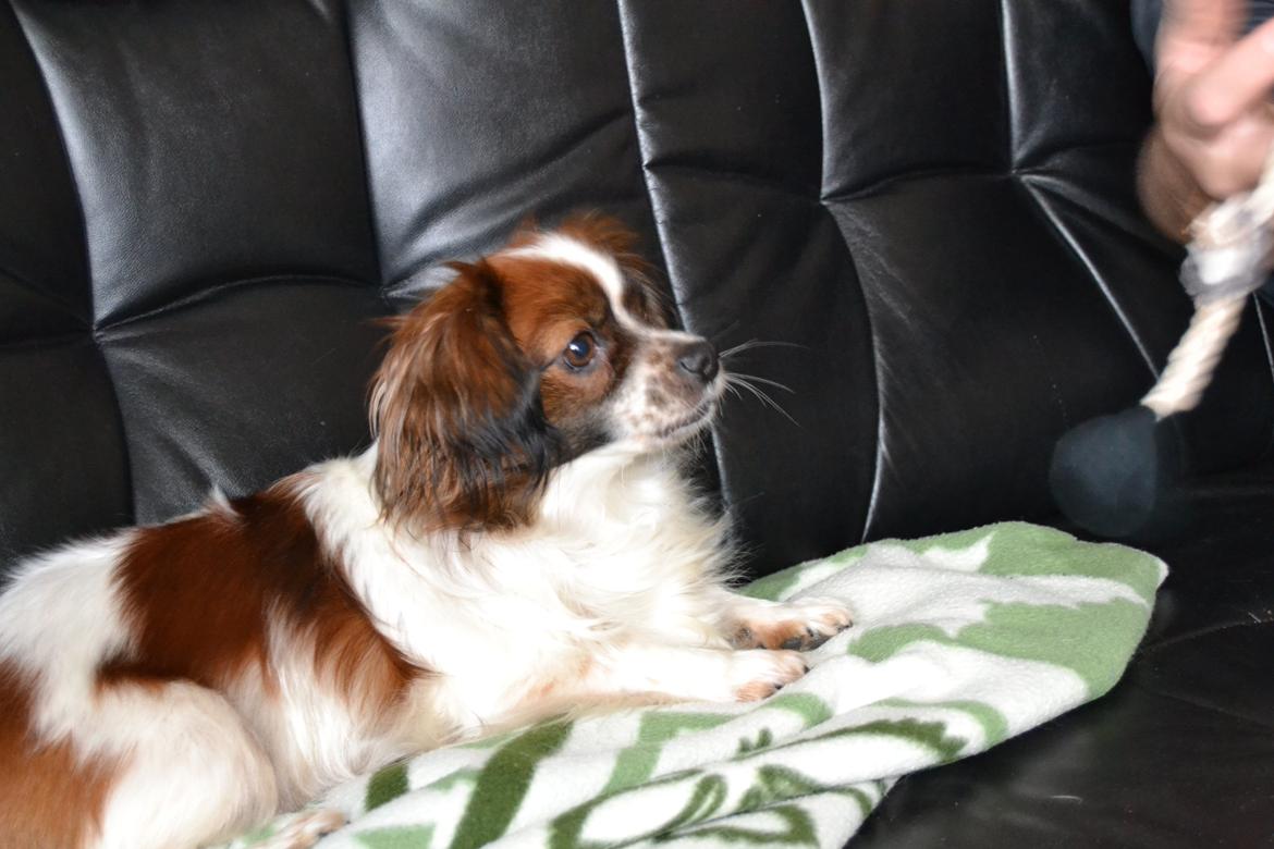 Min Hund Lady <3<3 (Tidligere hund) :'( - Lady kigger <3  billede 17
