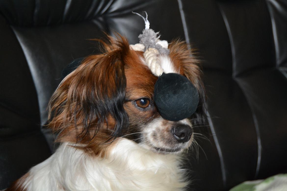 Min Hund Lady <3<3 (Tidligere hund) :'( - Lady leger <3 billede 18