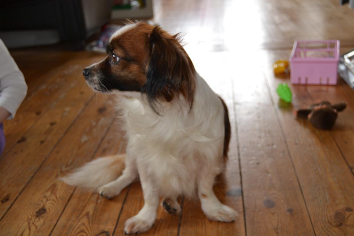 Min Hund Lady <3<3 (Tidligere hund) :'( - Lady sidder og kigger :) billede 20