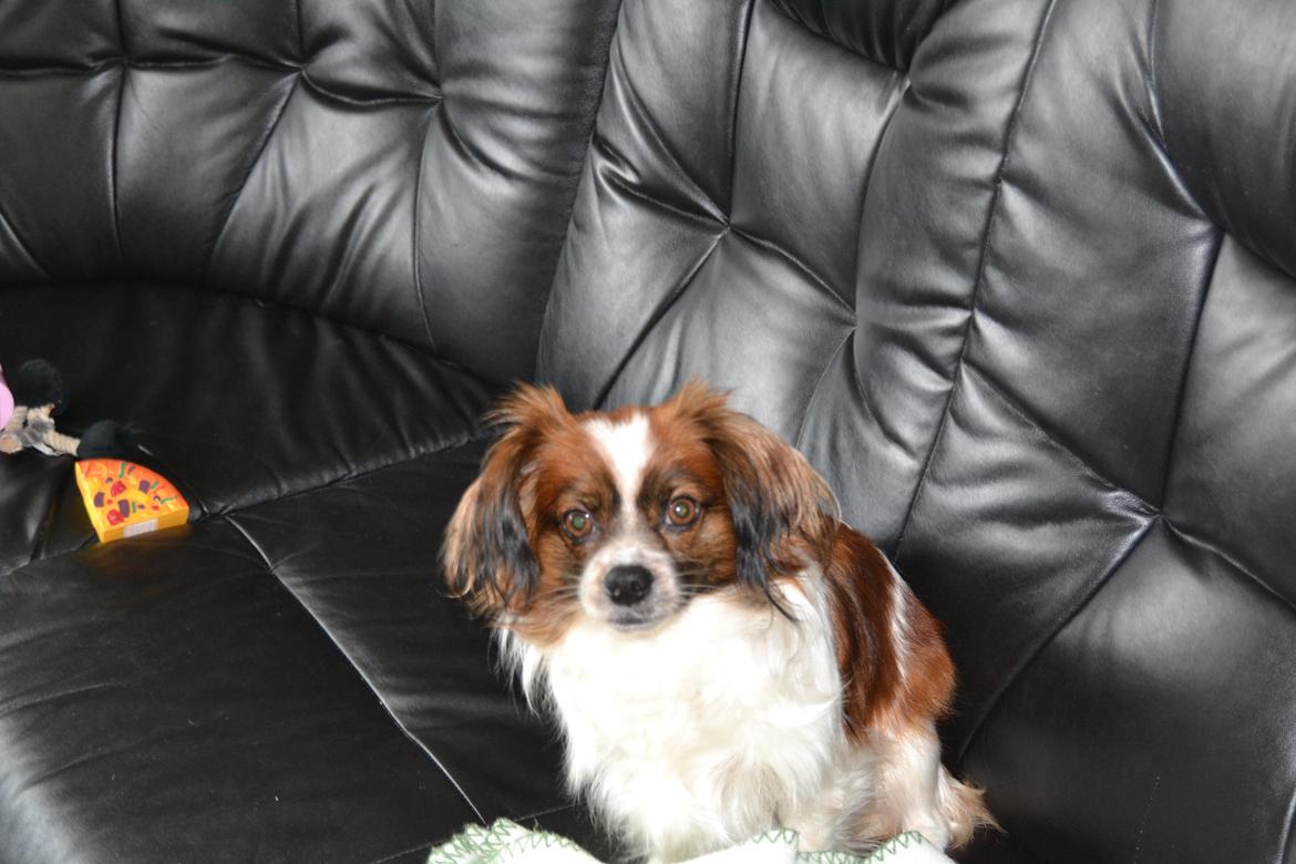 Min Hund Lady <3<3 (Tidligere hund) :'( - Lady! ;* billede 21