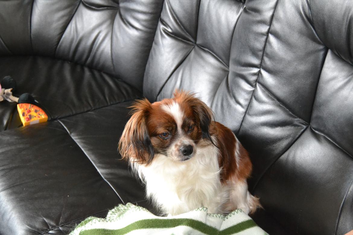 Min Hund Lady <3<3 (Tidligere hund) :'( - Elsker diig ;* billede 22