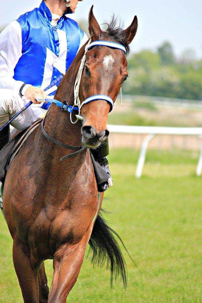 Klampenborg Galopbane billede 7