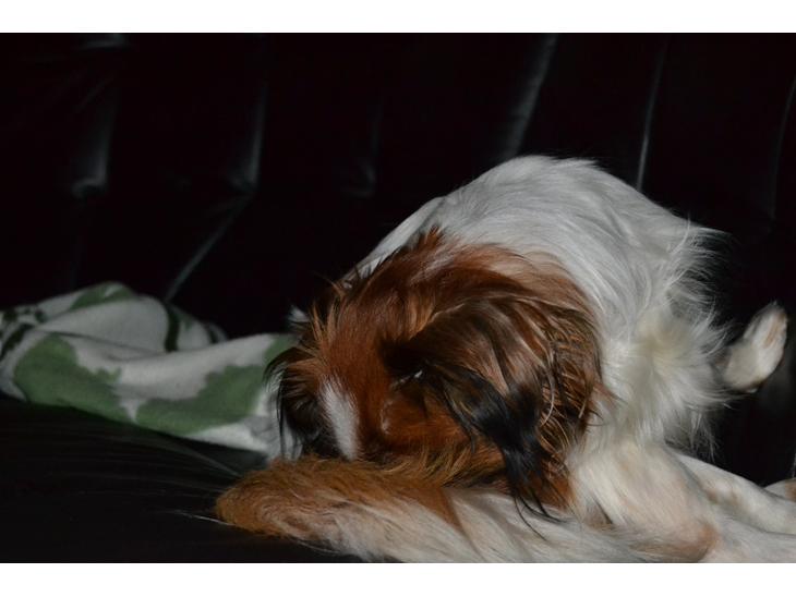 Min Hund Lady <3<3 (Tidligere hund) :'( - Hun slikker sig på halen :D billede 0
