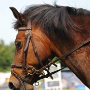 verdens bedste pony!<3